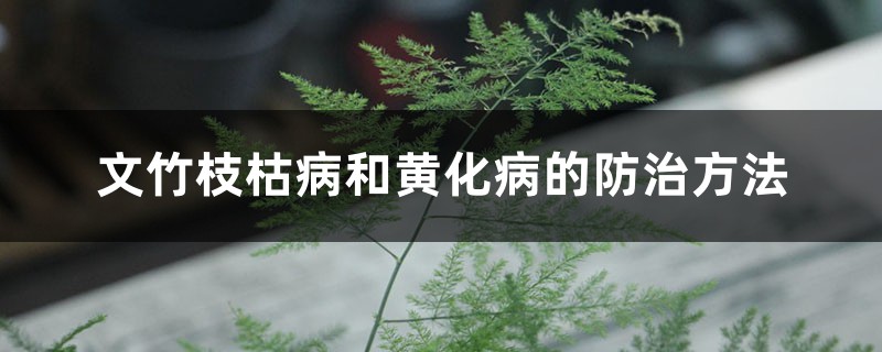 文竹枝枯病和黄化病的防治方法