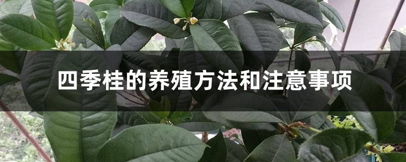 四季桂的养殖方法和注意事项