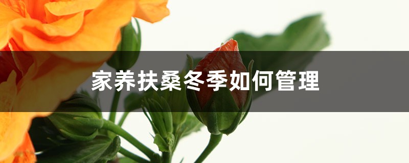 家养扶桑冬季如何管理