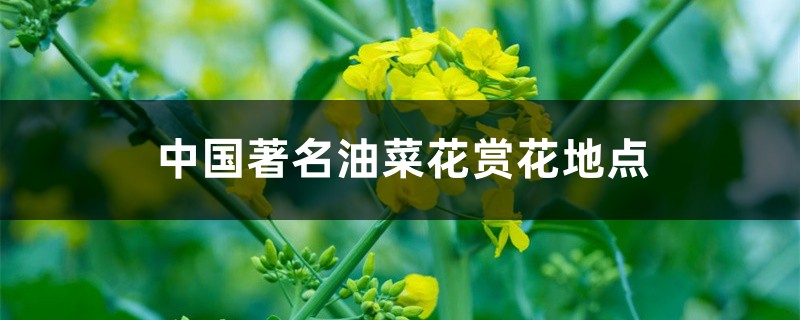 中国著名油菜花赏花地点