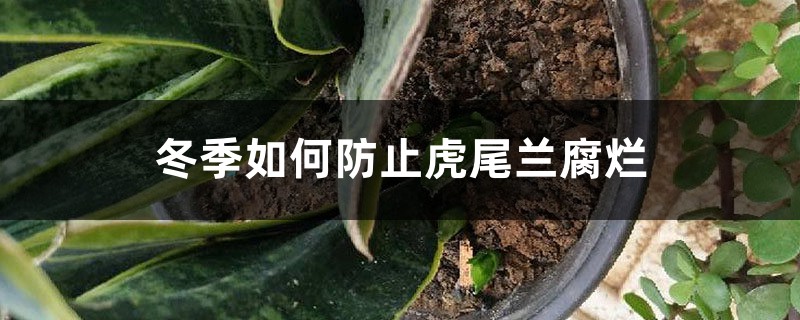 冬季如何防止虎尾兰腐烂