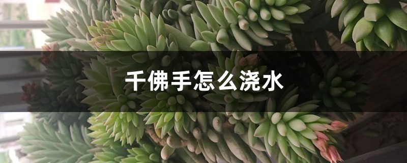 千佛手怎么浇水