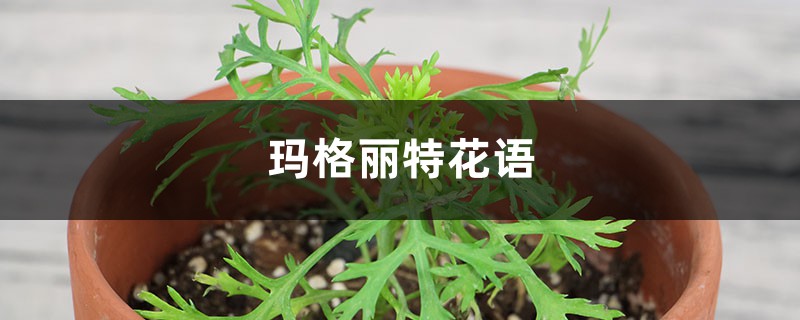 玛格丽特花语