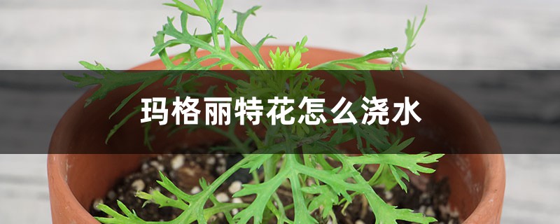 玛格丽特花怎么浇水