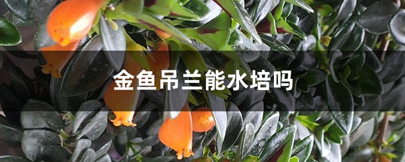 金鱼吊兰能水培吗