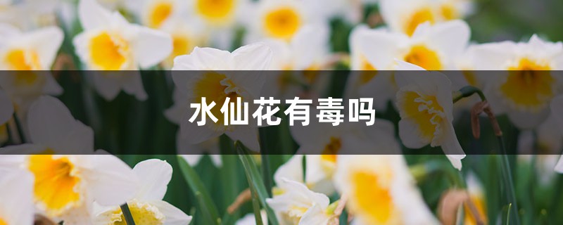 水仙花有毒吗