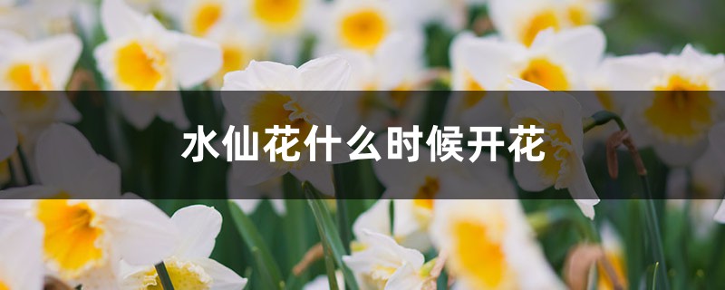 水仙花什么时候开花