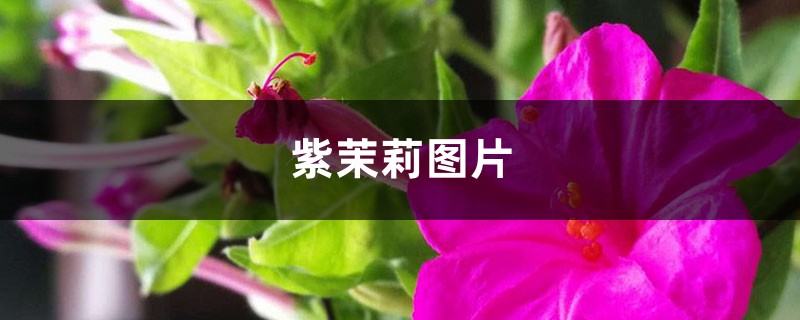 紫茉莉图片