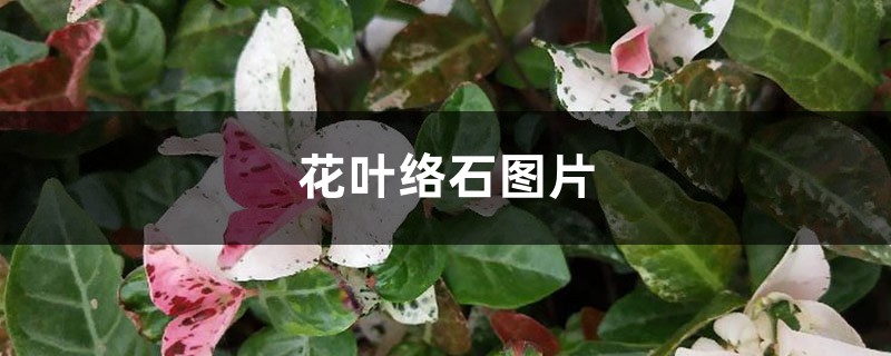 花叶络石图片