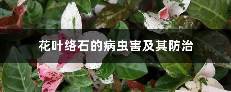 花叶络石的病虫害及其防治