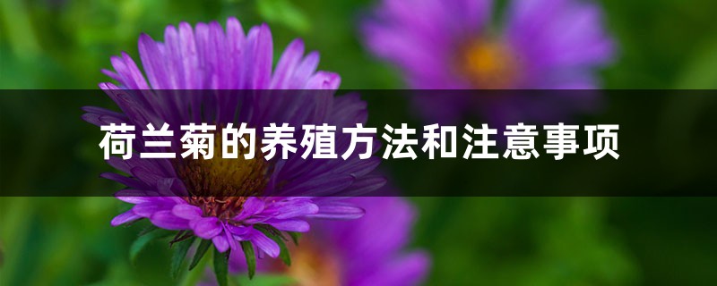 荷兰菊的养殖方法和注意事项