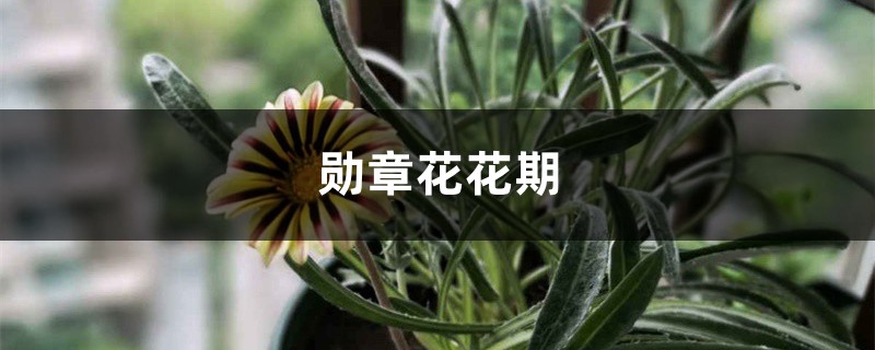 勋章花花期