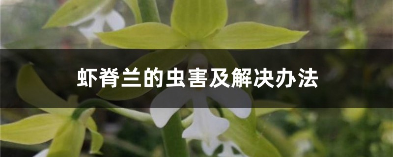 虾脊兰的虫害及解决办法