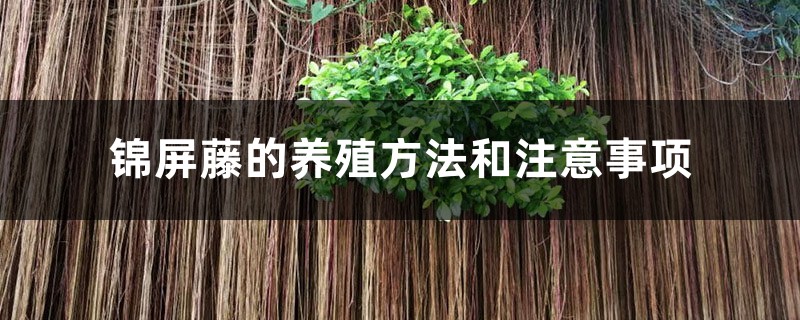 锦屏藤的养殖方法和注意事项