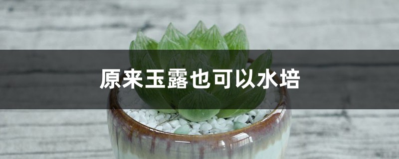 玉露的水培方法