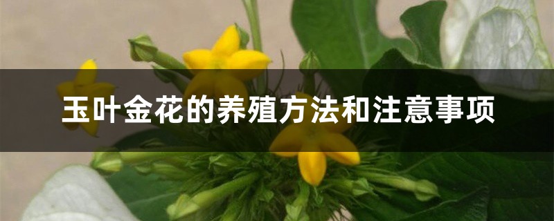 玉叶金花的养殖方法和注意事项