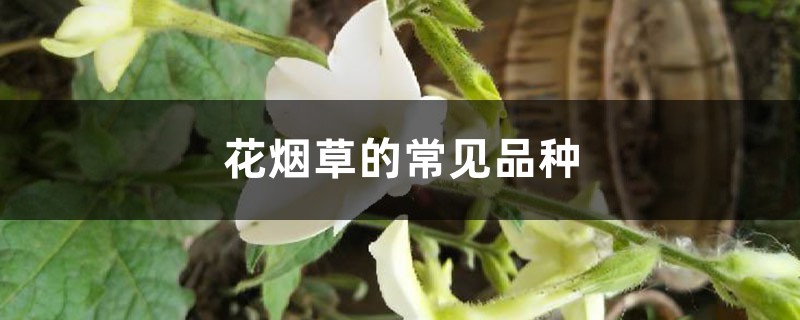 花烟草的常见品种