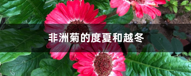 非洲菊的度夏和越冬