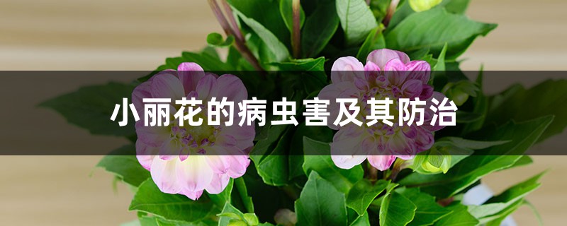 小丽花的病虫害及其防治