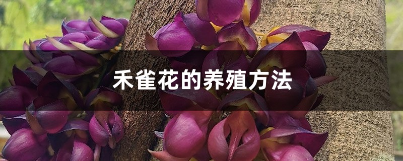 禾雀花的养殖方法