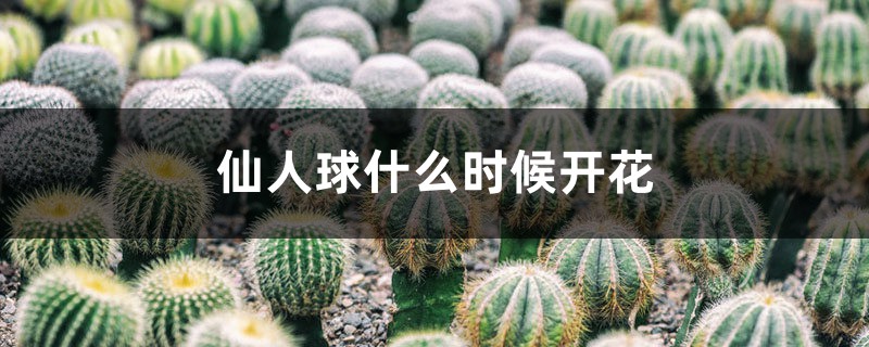 仙人球什么时候开花