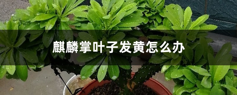 麒麟掌叶子发黄怎么办