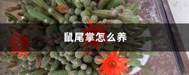 鼠尾掌怎么养