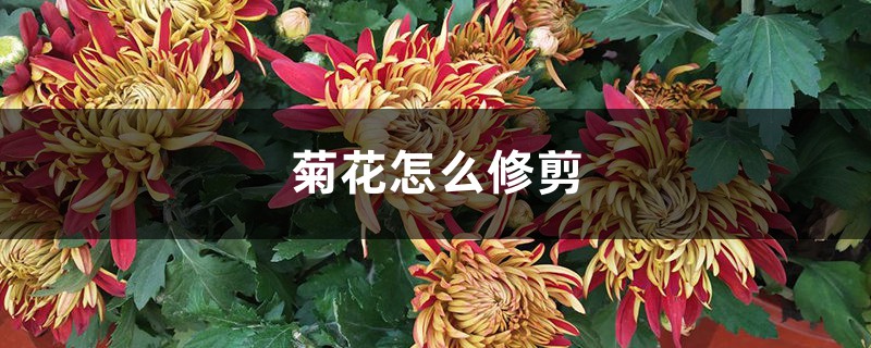 菊花怎么修剪