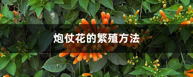 炮仗花的繁殖方法