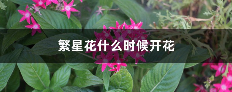 繁星花什么时候开花