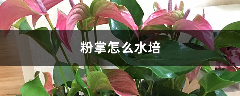 粉掌怎么水培