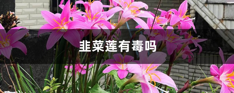 韭菜莲有毒吗