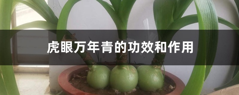 虎眼万年青的功效和作用