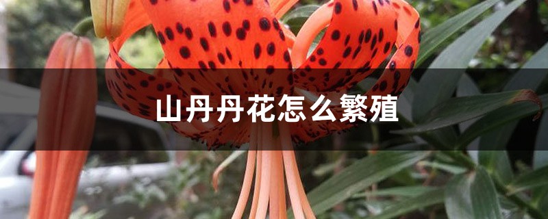 山丹丹花怎么繁殖