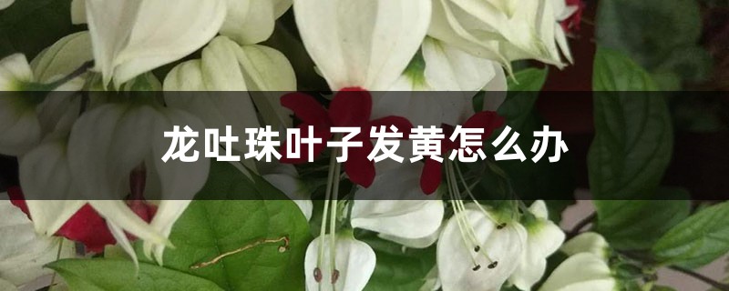 龙吐珠叶子发黄怎么办