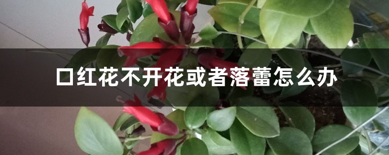 口红花不开花或者落蕾怎么办