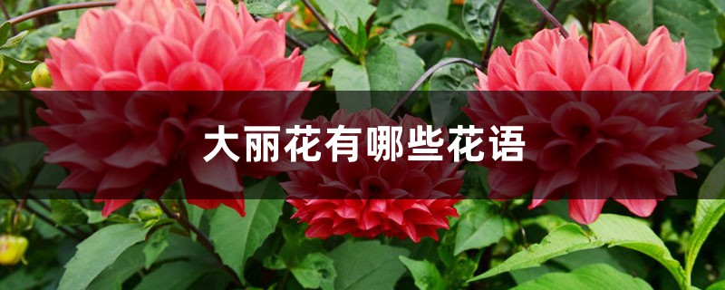 大丽花有哪些花语