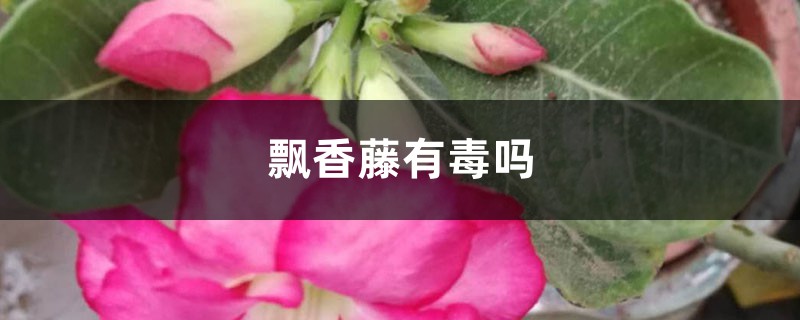 飘香藤有毒吗