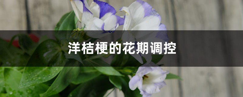 洋桔梗的花期调控