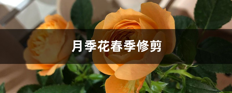 月季花春季修剪