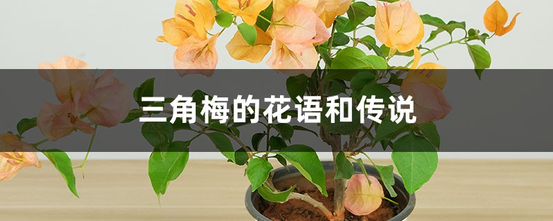 三角梅的花语和传说