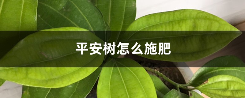 平安树怎么施肥