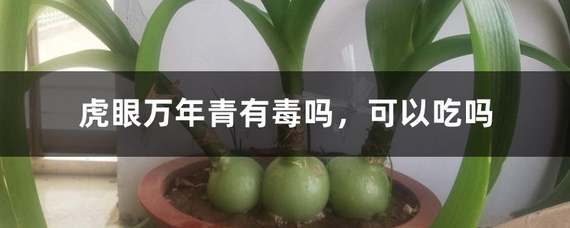 虎眼万年青有毒吗，可以吃吗