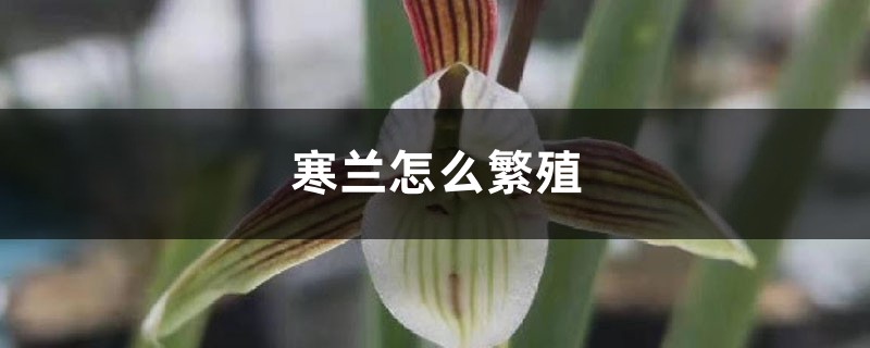 寒兰怎么繁殖