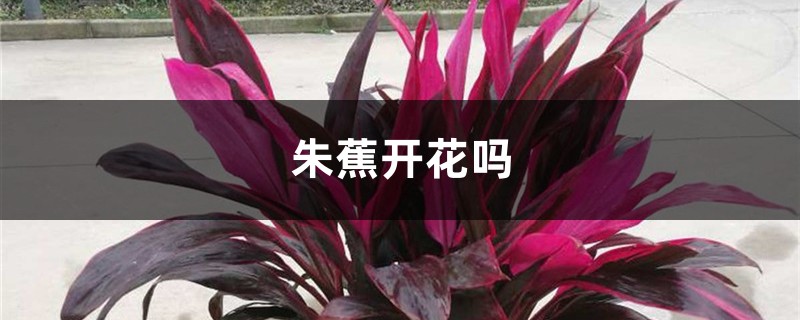 朱蕉开花吗