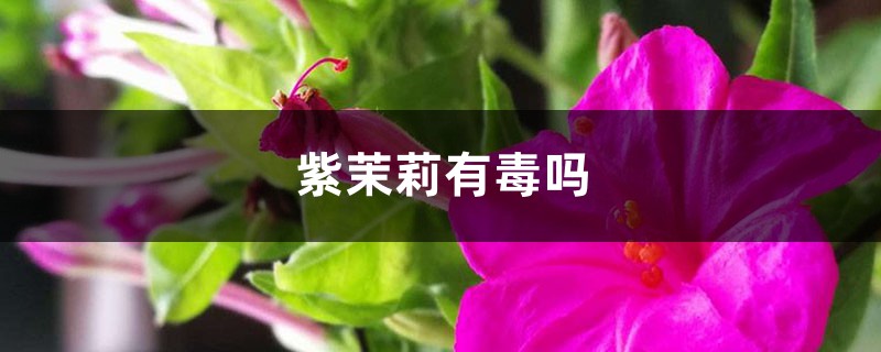 紫茉莉有毒吗