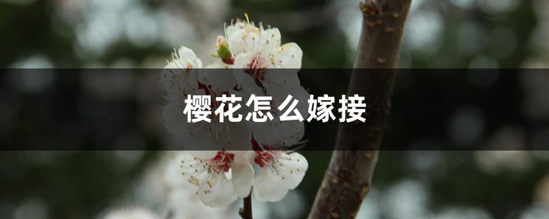 樱花怎么嫁接