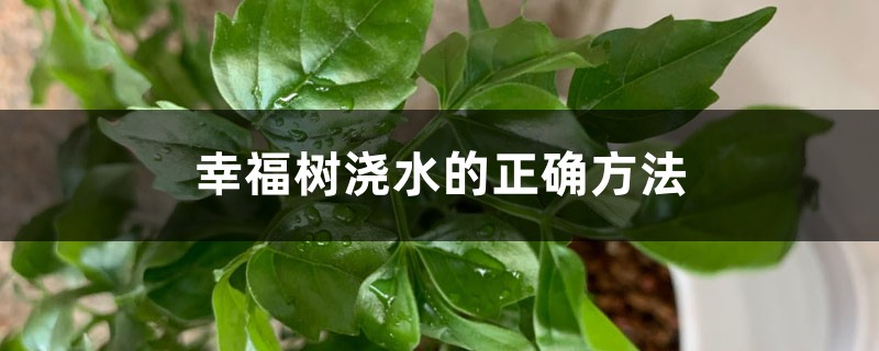 幸福树浇水的正确方法