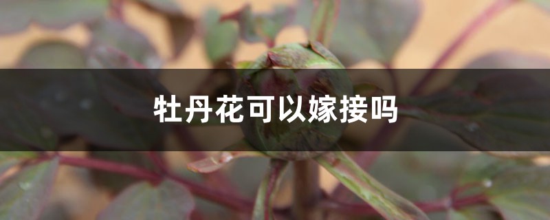 牡丹花可以嫁接吗