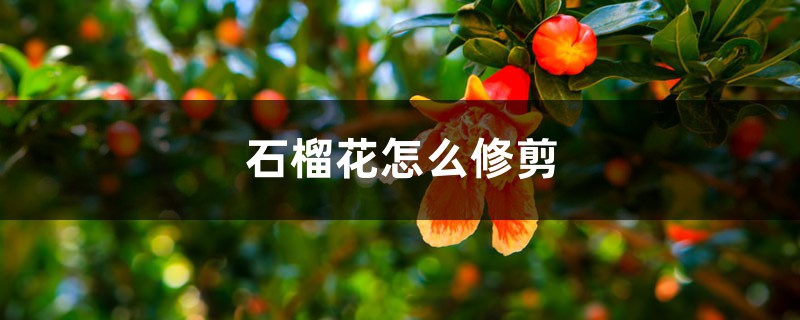 石榴花怎么修剪